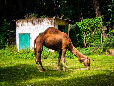 A farmer inspecting healthy camels grazing near a feed storage facility.