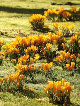 Clusters of vibrant orange crocus flowers are spread across a lush green field, bathing in sunlight. The blossoms are densely packed together, standing upright with their petals partially open, creating a picturesque and lively spring scene.