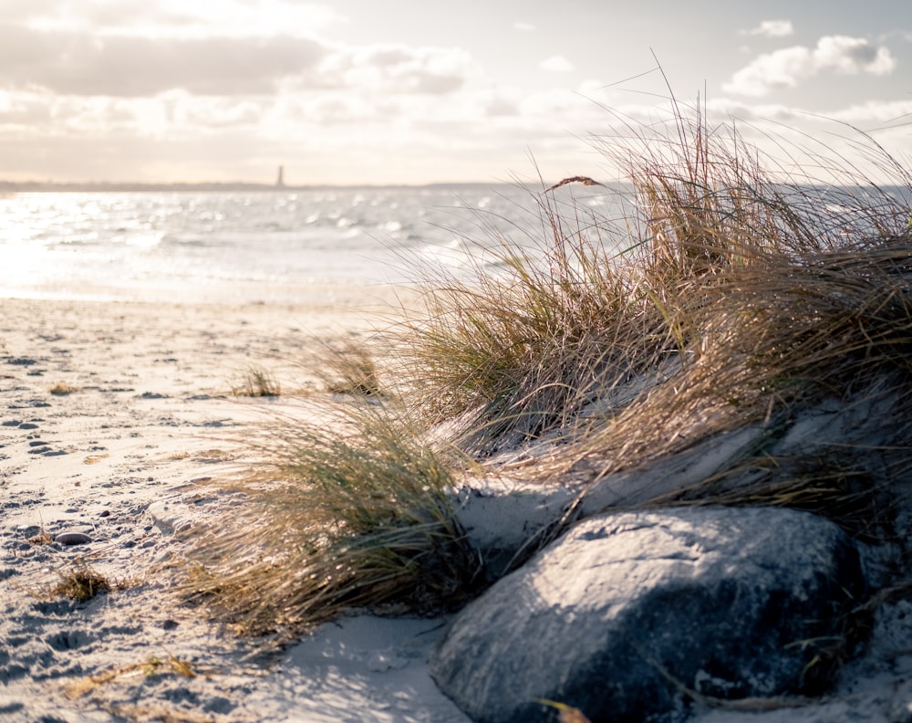 a sandy beach with grass growing out of the sand