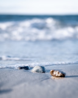 a close up of two shells on a beach