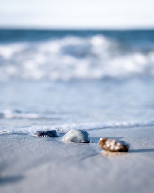 a close up of two shells on a beach