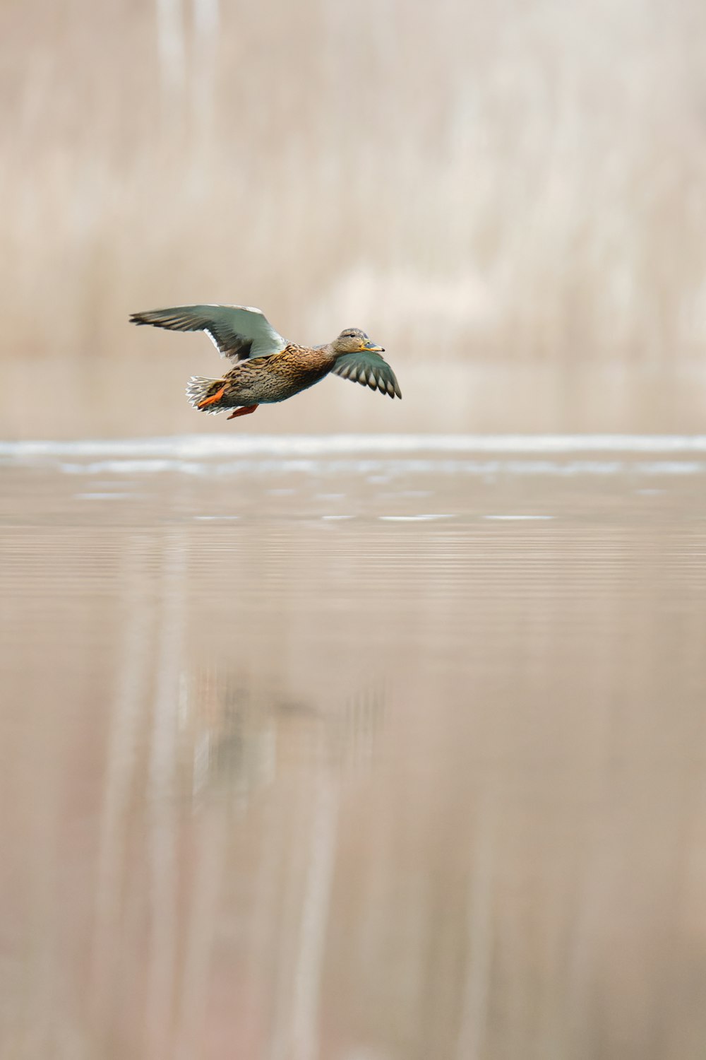 a bird flying over a body of water