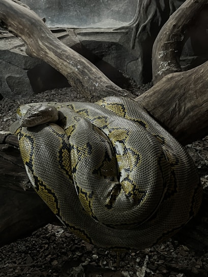 A large python is coiled up on a rugged surface, resting on thick, twisting tree branches. The snake's skin features intricate patterns of yellow, black, and gray.