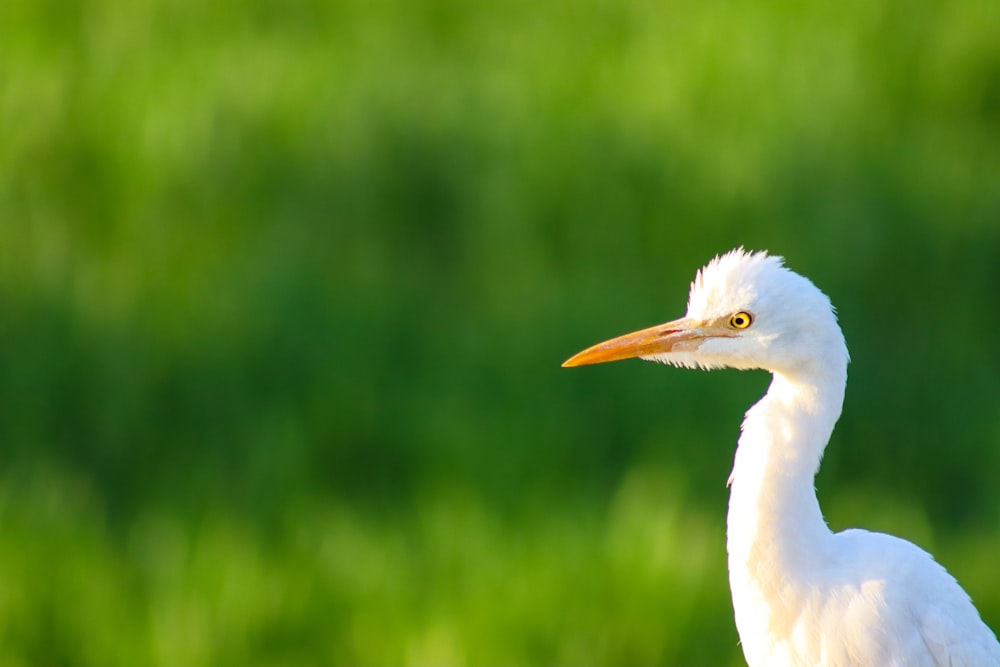 Un primo piano di un uccello bianco con uno sfondo sfocato