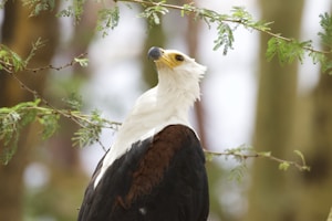 Hornbill Bold