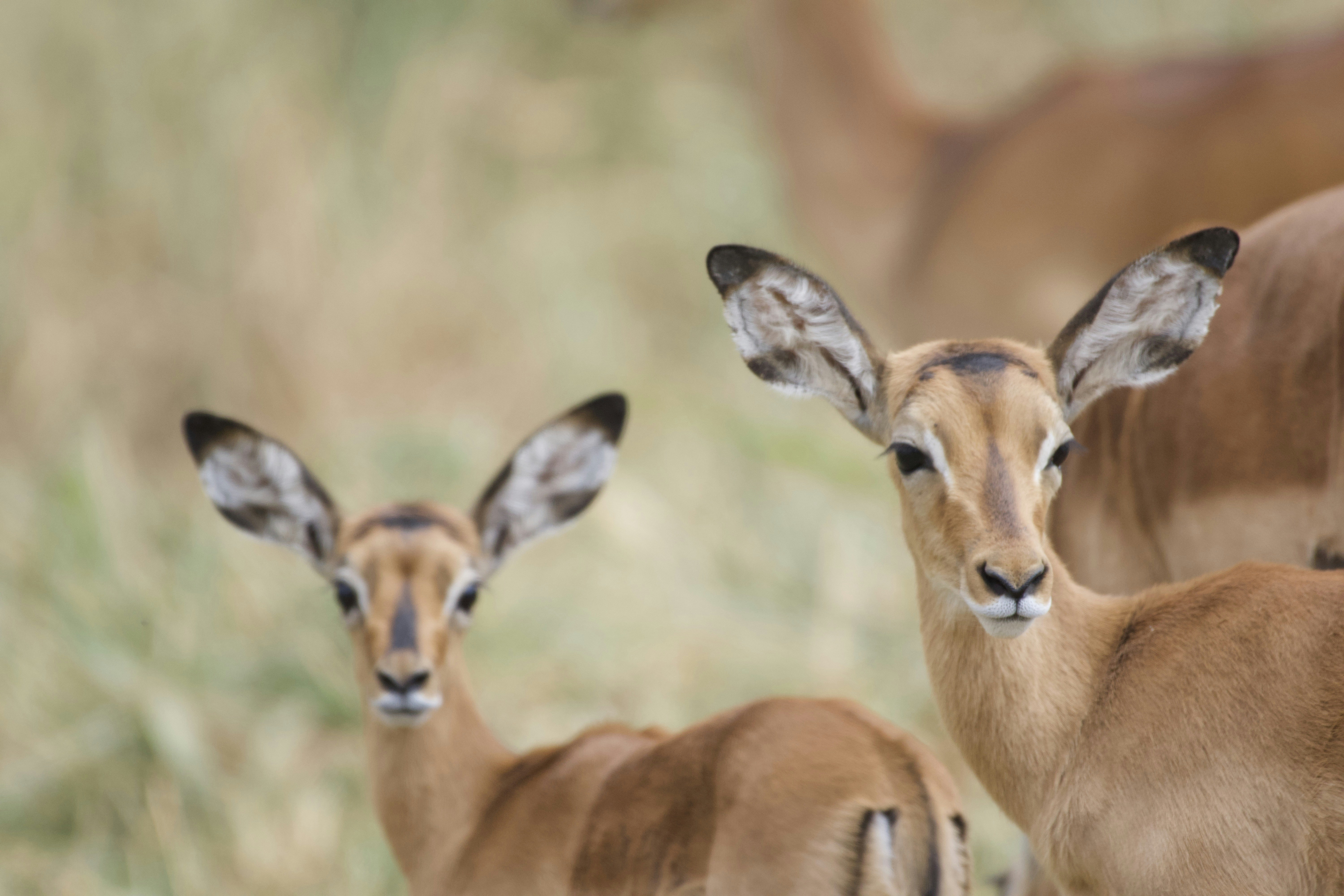 Photo by julius_ngigi