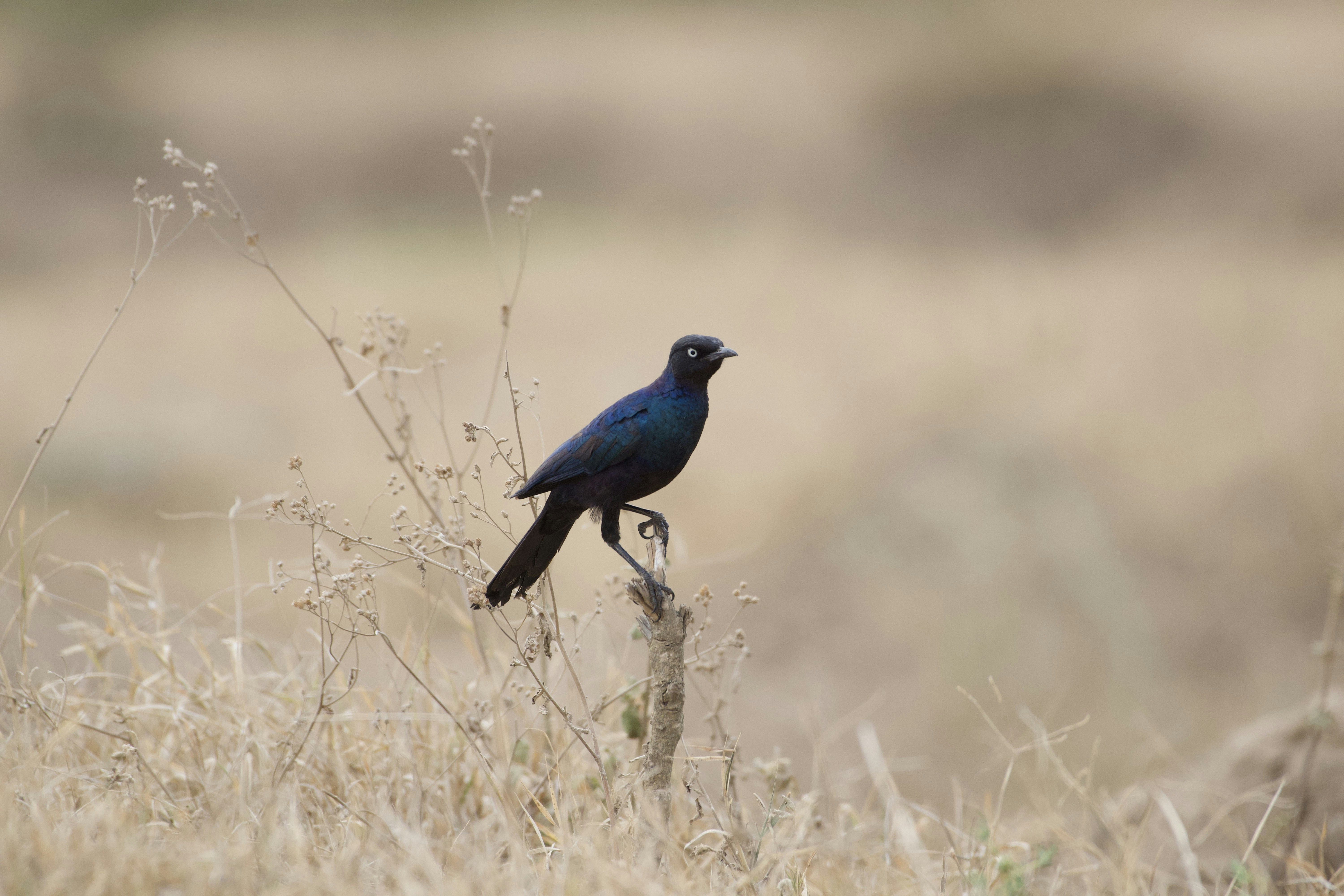 Photo by julius_ngigi