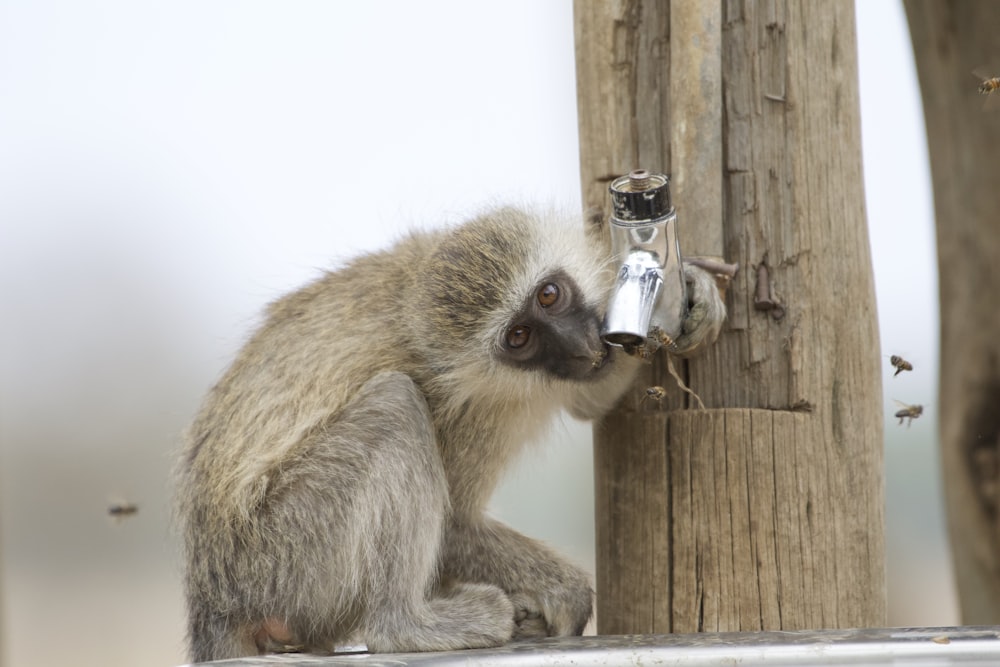 a monkey sitting on top of a wooden pole