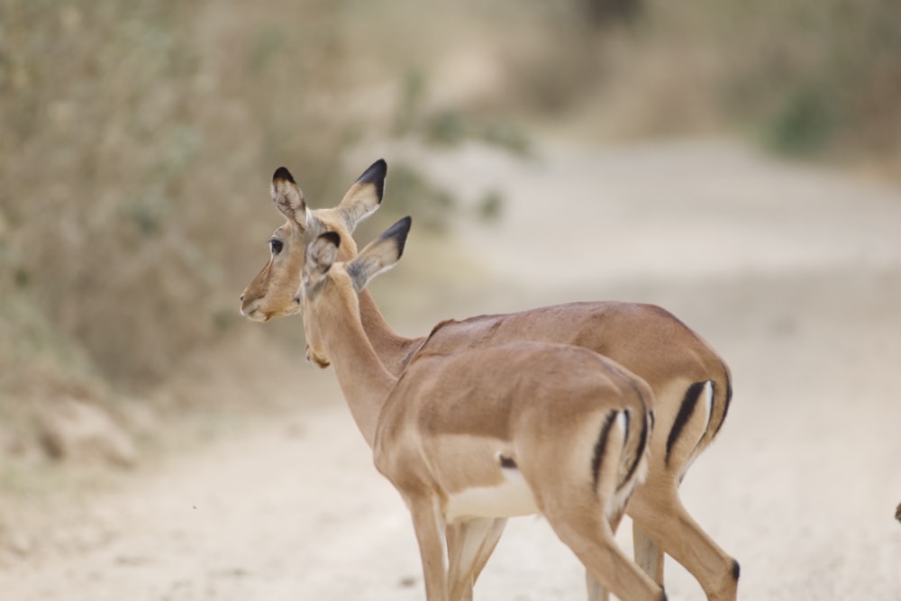 a couple of gazelle standing on a dirt road