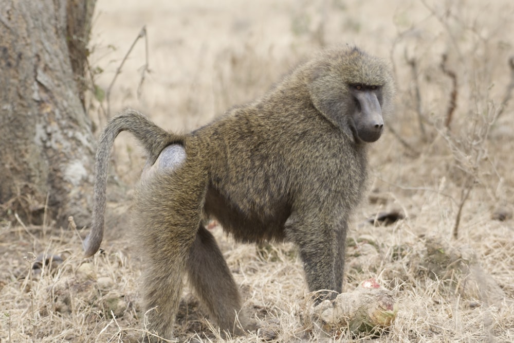 a baboon standing next to a tree in a field