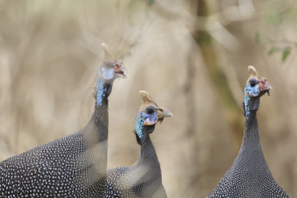 a group of three birds standing next to each other