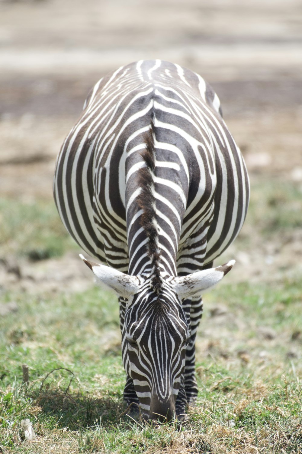 a zebra grazing on grass in a field