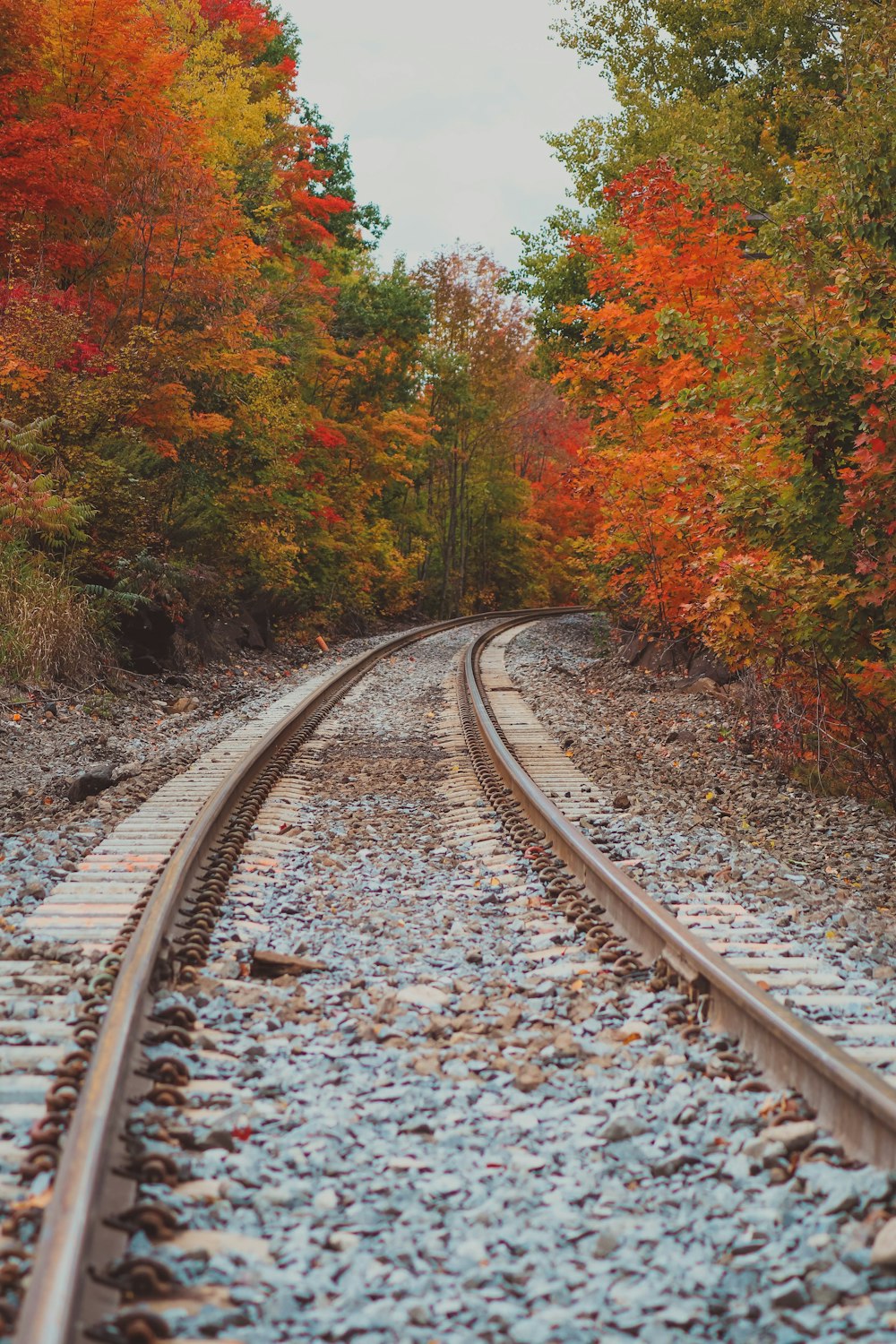 a train track in the middle of a forest