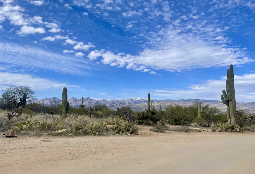 a dirt road surrounded by cactus and mountains