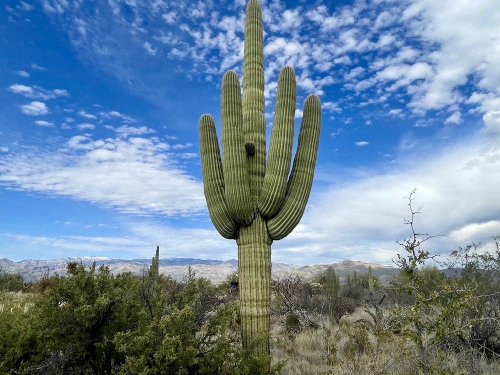 Un grand cactus au milieu d’un désert