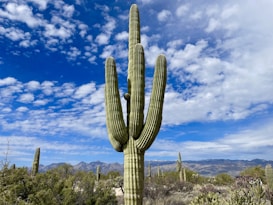 A large saguaro cactus stands prominently in the foreground of a desert landscape, with a backdrop of distant mountains and a sky filled with scattered, fluffy clouds. The area is dotted with various other desert plants and vegetation.