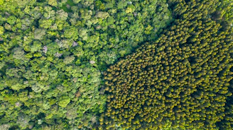 Interactive GIS map highlighting carbon density variations across a forested region.