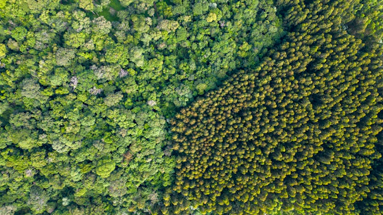 Interactive GIS map highlighting carbon density variations across a forested region.