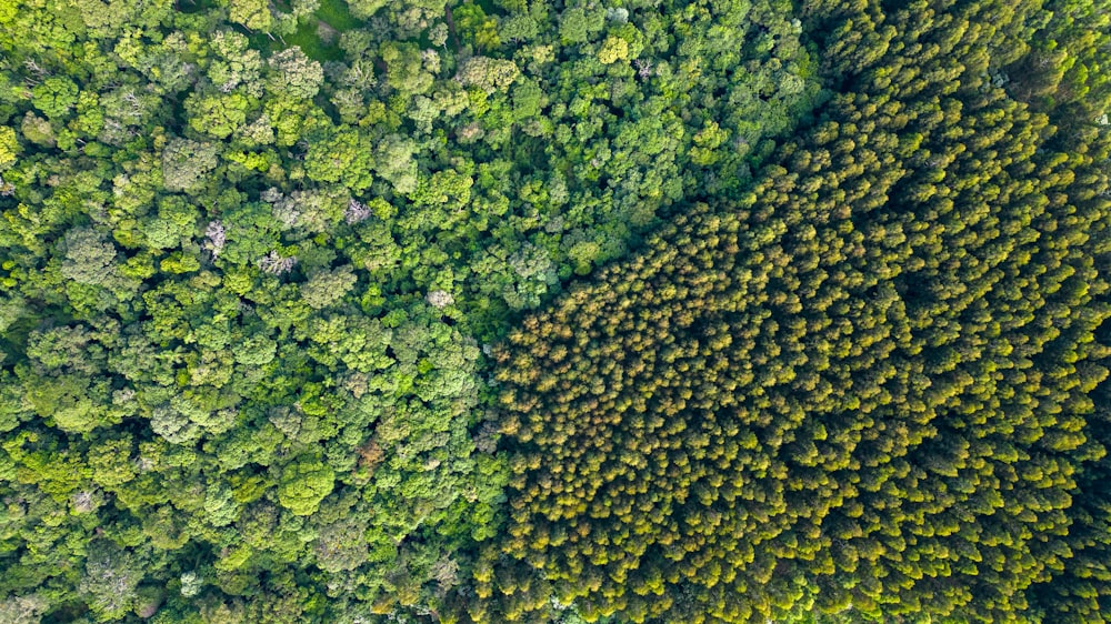 木々の多い森の空撮