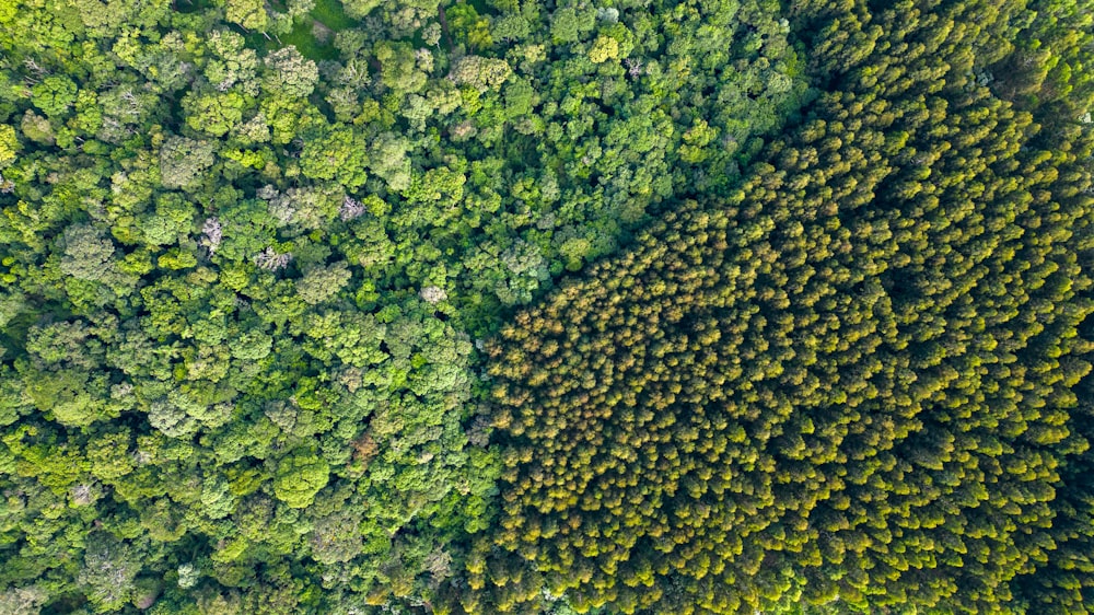 an aerial view of a forest with a lot of trees