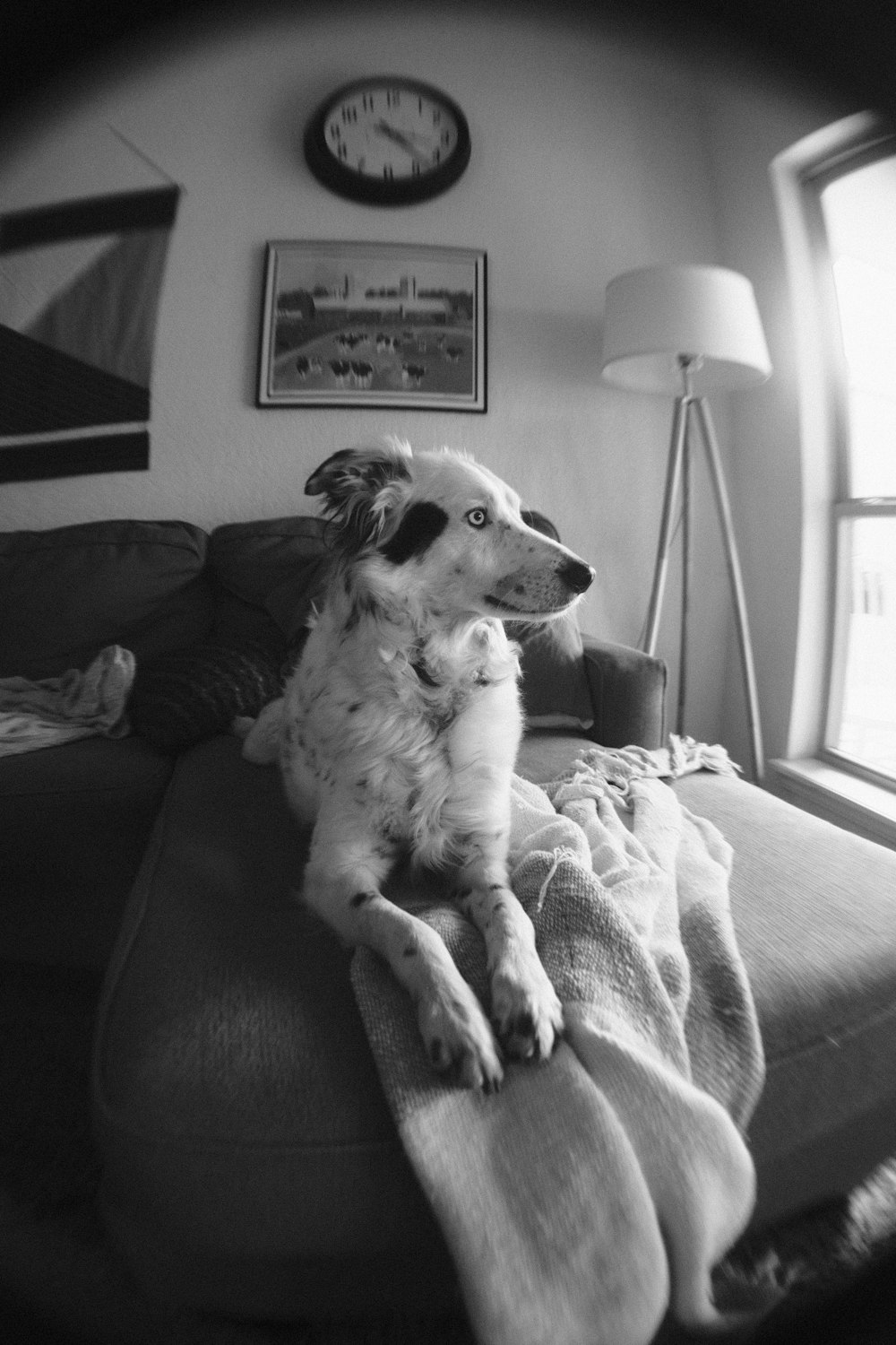 a dog sitting on a couch with a blanket on it