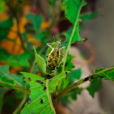 A small insect with a distinctive elongated snout is perched on a vibrant green leaf. The insect has a mottled brown and yellow appearance, blending with the surrounding foliage. Other leaves in the background are also visible, with some showing signs of decay or spots.