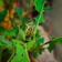 A small insect with a distinctive elongated snout is perched on a vibrant green leaf. The insect has a mottled brown and yellow appearance, blending with the surrounding foliage. Other leaves in the background are also visible, with some showing signs of decay or spots.