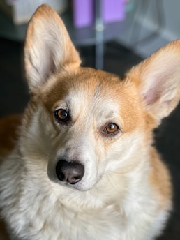A close-up of a corgi dog with large ears and expressive eyes, looking directly at the camera. The fur is a mix of light tan and white, and the background is softly blurred.