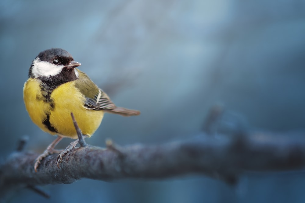 Un petit oiseau jaune et noir assis sur une branche