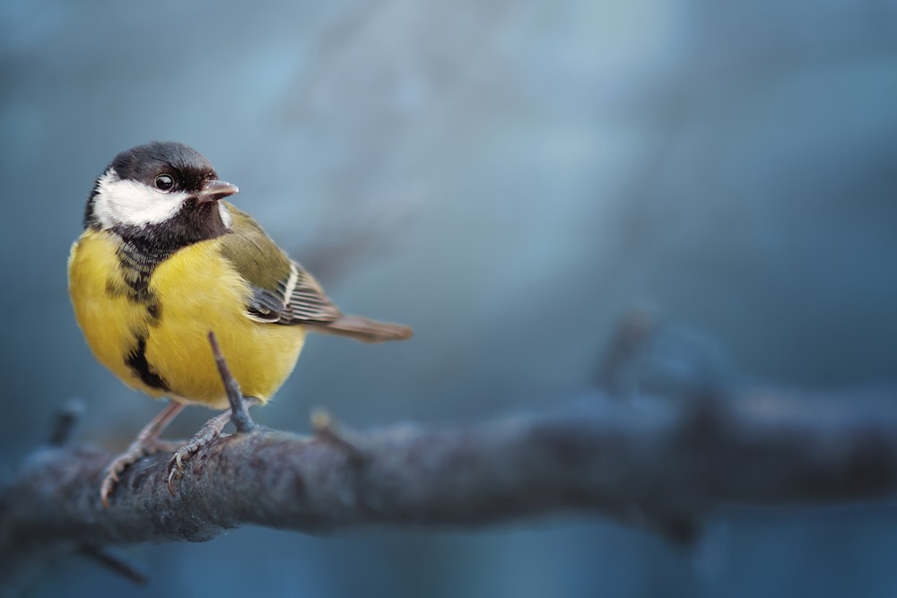 a small yellow and black bird sitting on a branch