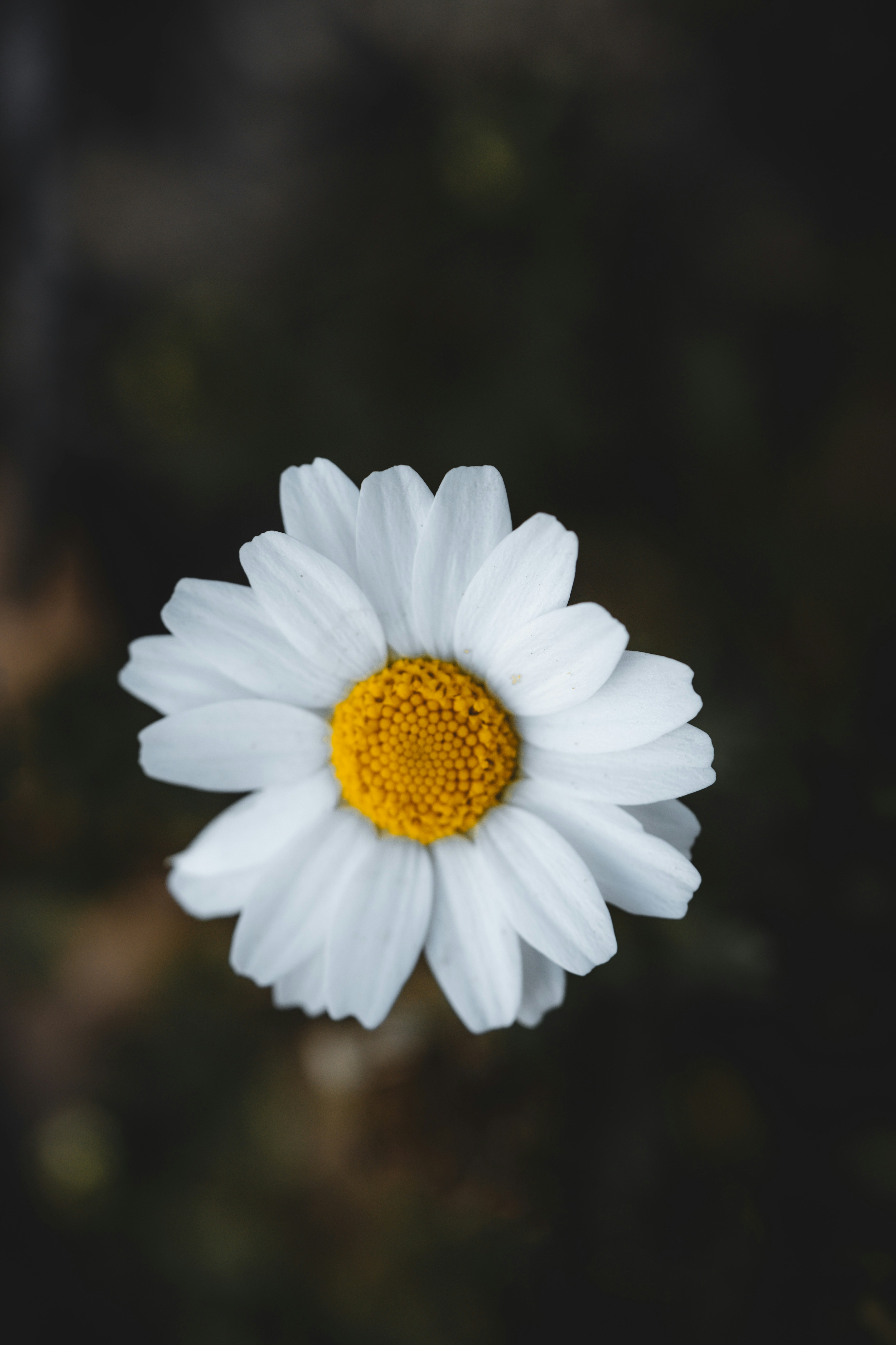 Photo by ja_domenech