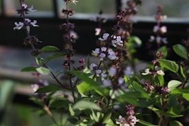 A close-up view of lush green basil plants with delicate purple and white flowers growing on tall stems. Sunlight filters through the leaves, creating a soft, natural ambiance.