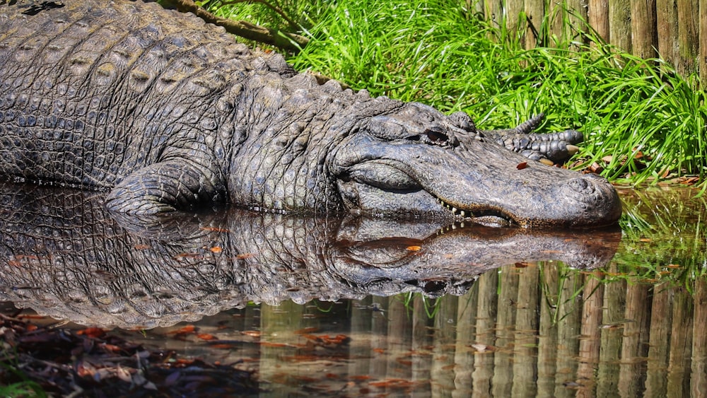 a large alligator laying on top of a body of water