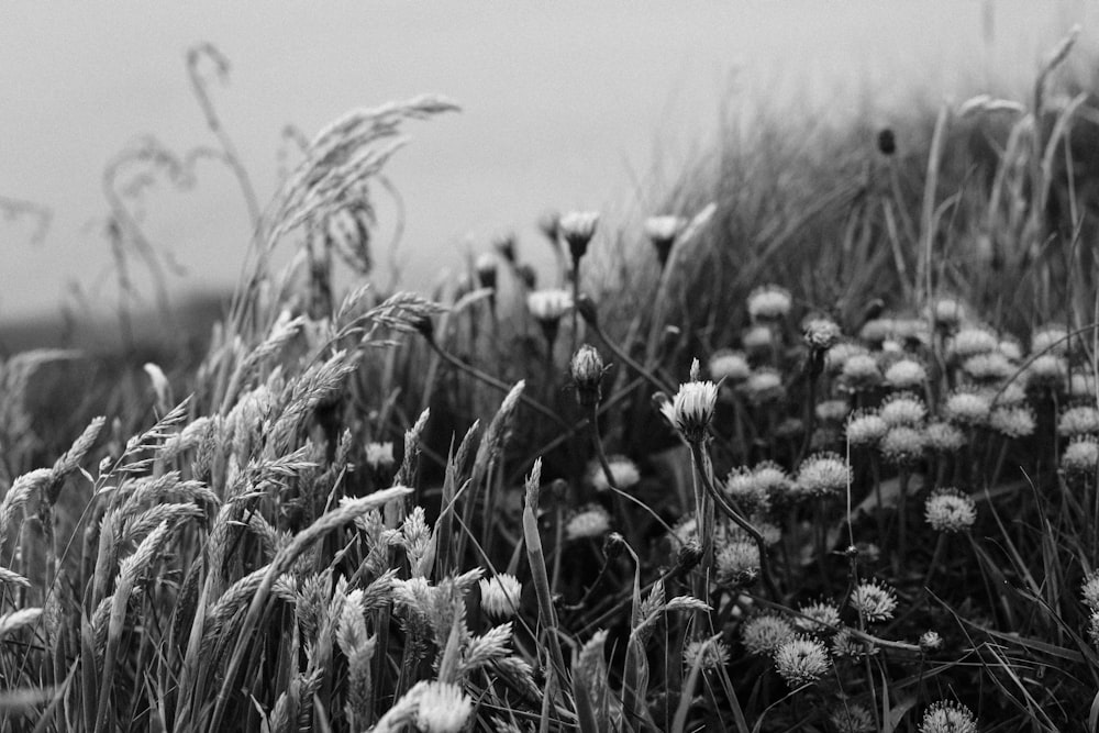 a black and white photo of grass and flowers