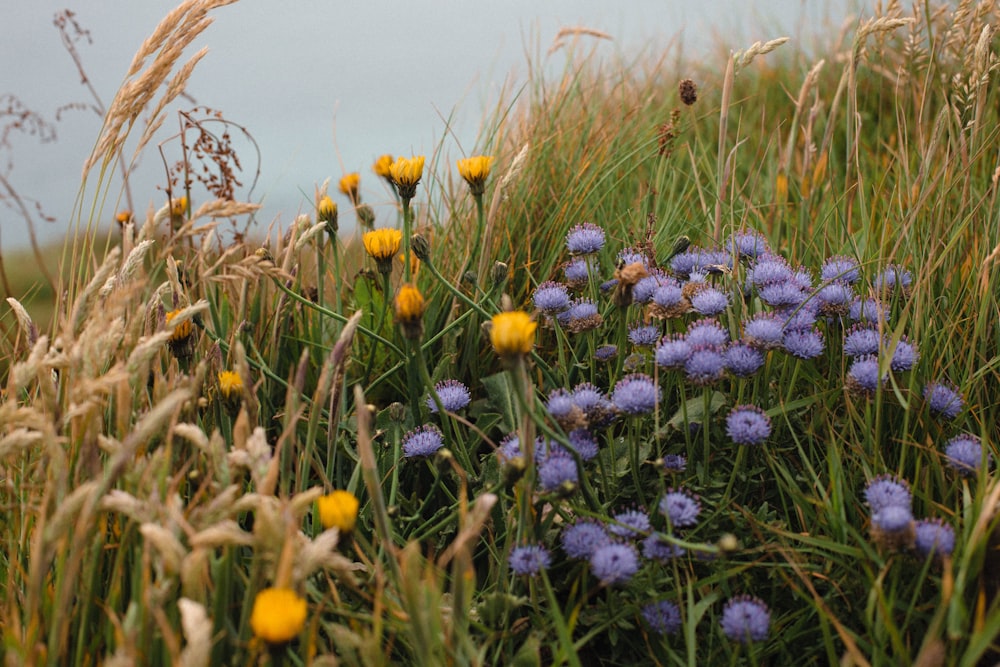 a bunch of wildflowers in a field of tall grass