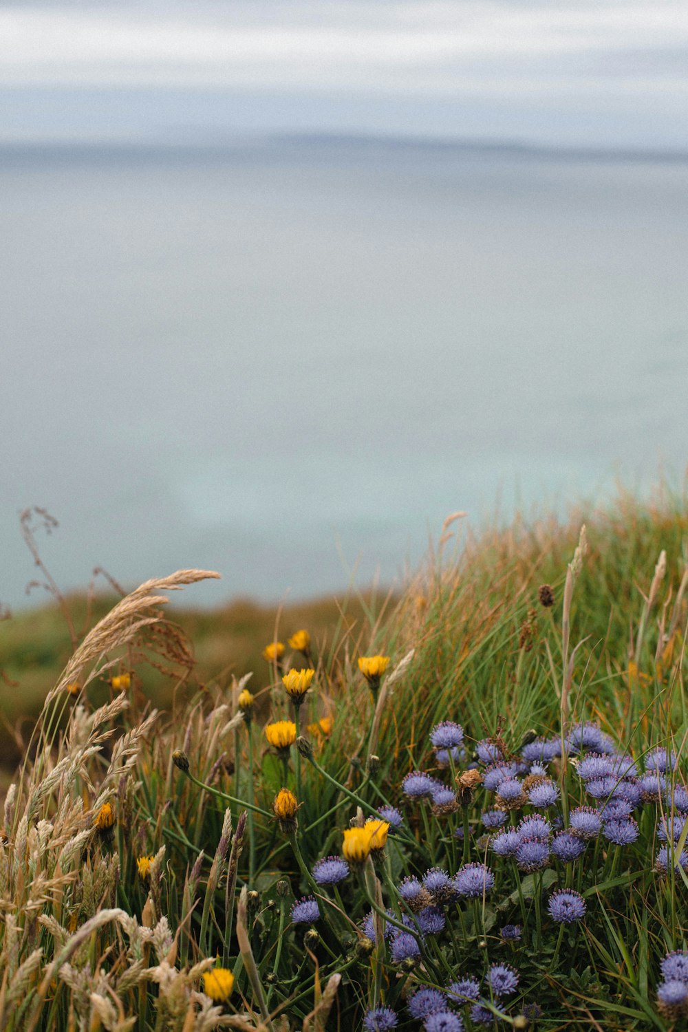 a bunch of wildflowers growing on a hill by the ocean