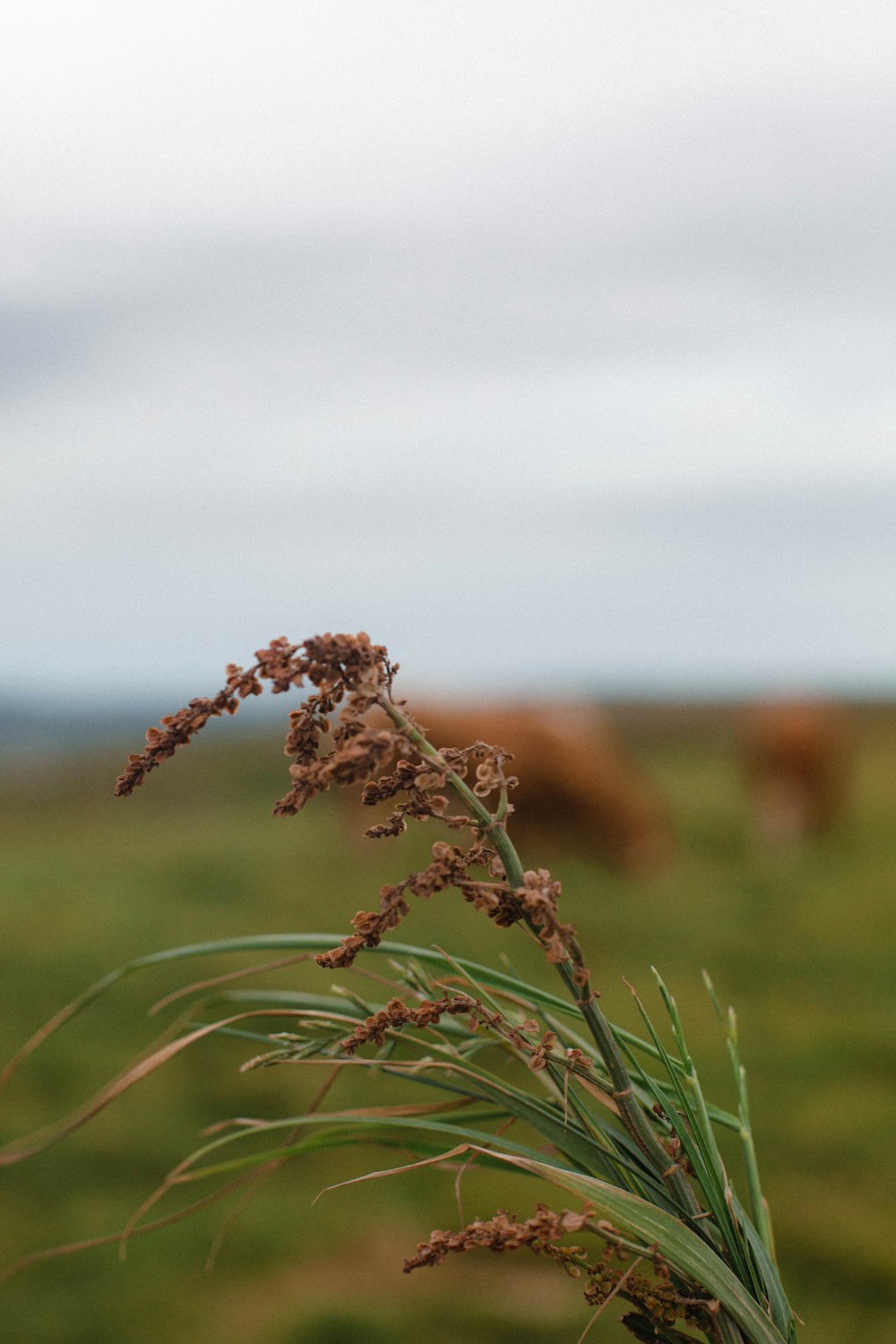 a close up of a plant with cows in the background