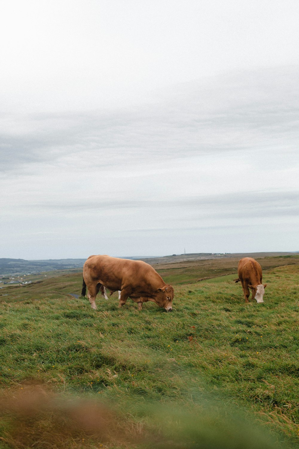 two cows grazing in a grassy field on a cloudy day