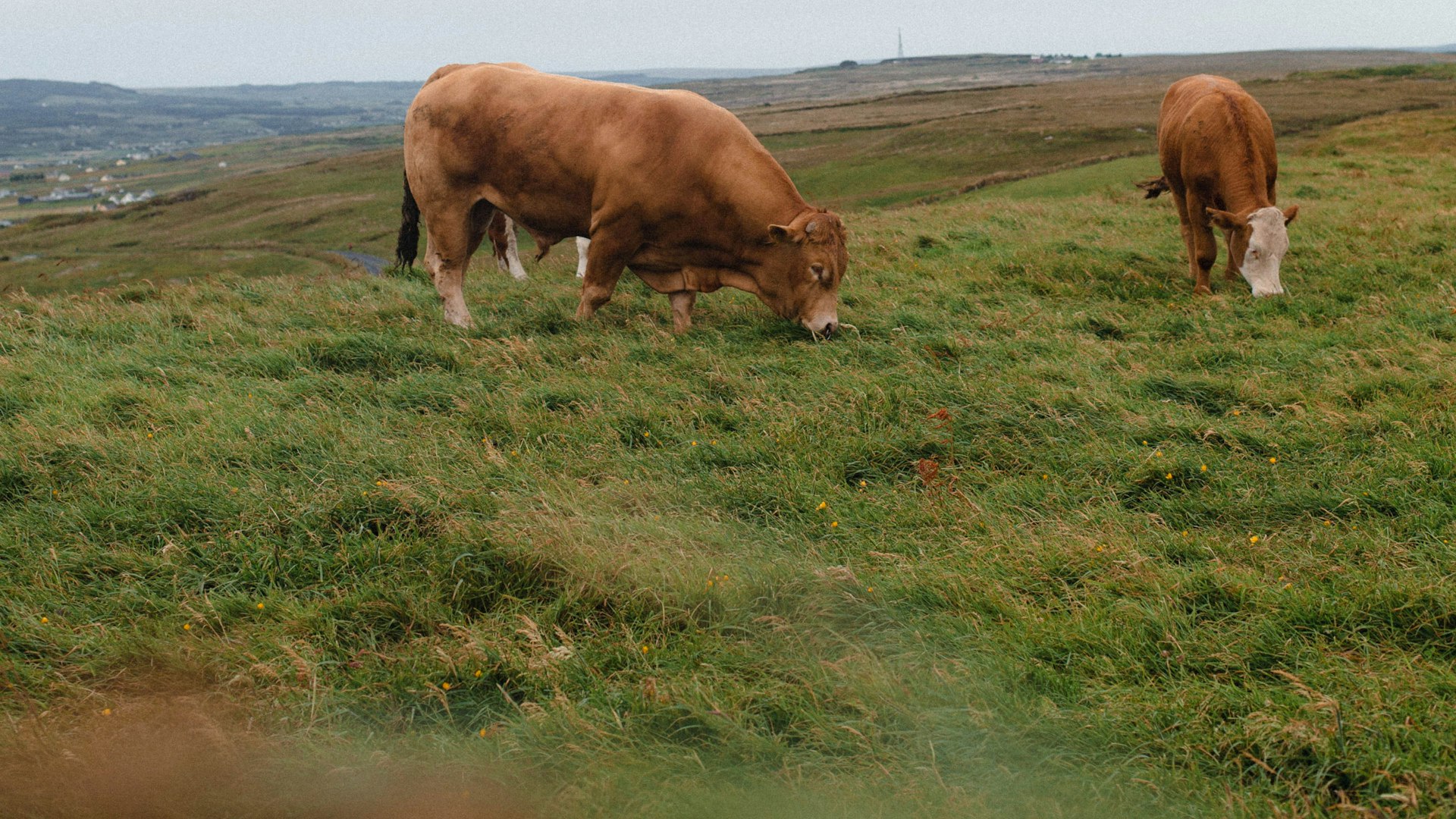 A well-maintained cattle ranch