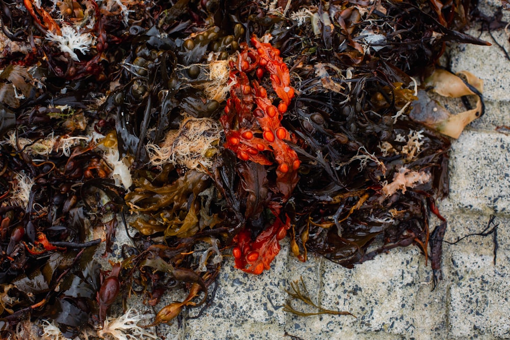 seaweed and other seaweed on a rock