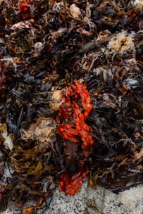 A dense collection of various seaweeds, featuring a mix of textures and colors with prominent red, brown, and green hues. The seaweeds have bulbous structures and entwined strands, some with a glossy appearance, resting on a rocky surface.