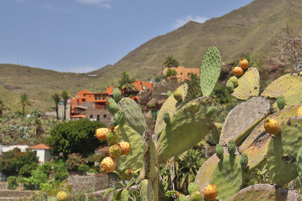 a cactus with yellow flowers in front of a mountain