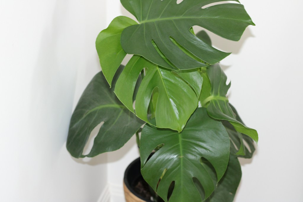 Monstera Delight