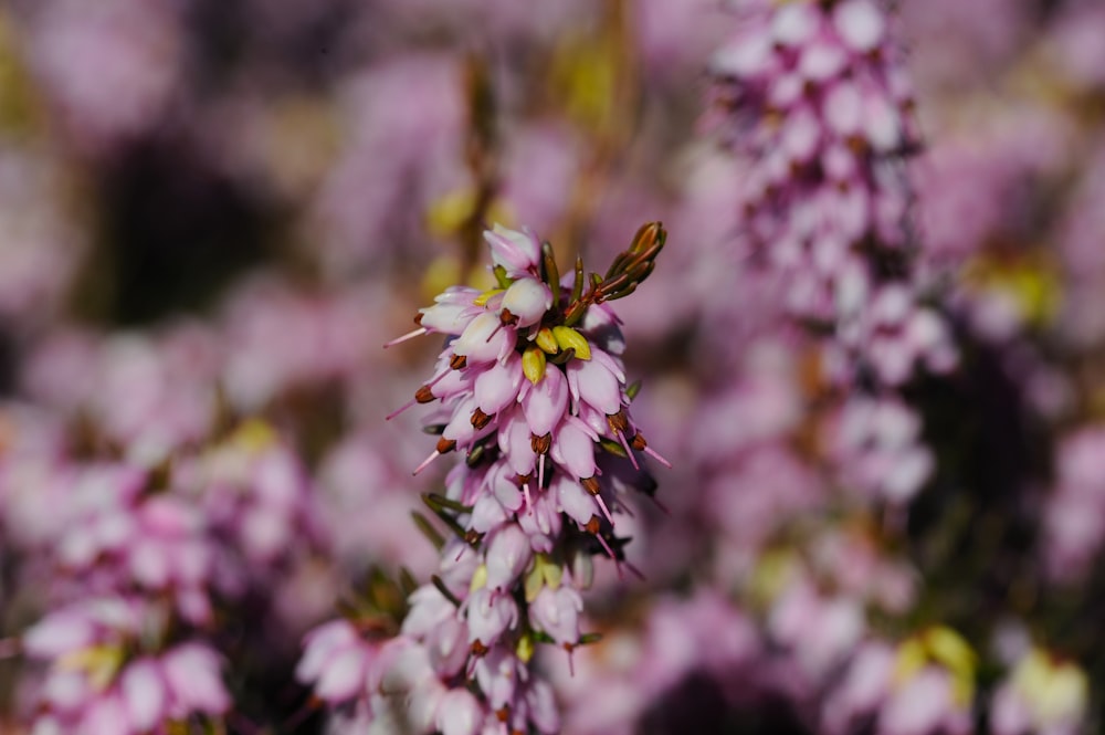 a close up of a bunch of pink flowers