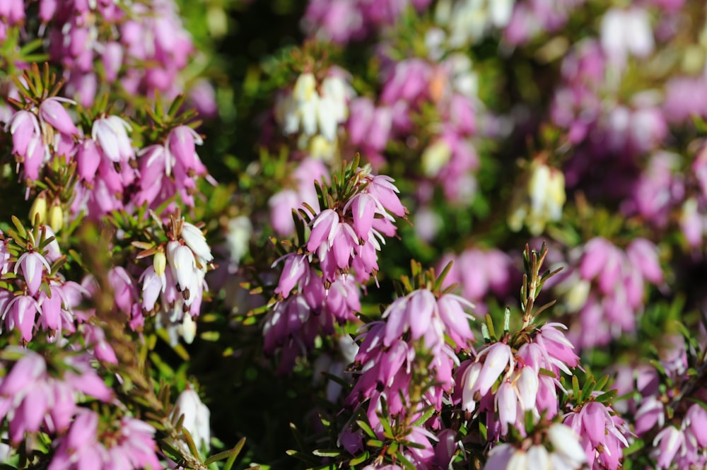 a bunch of purple and white flowers in a field