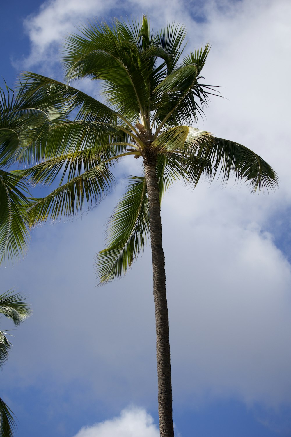 a palm tree with a blue sky in the background