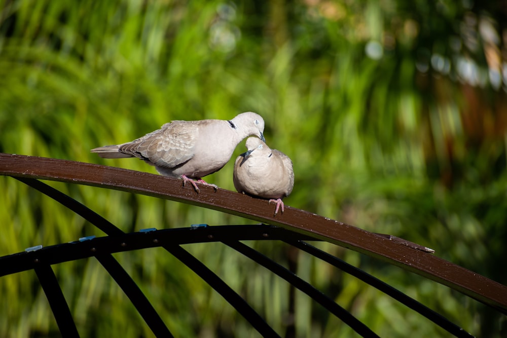 a couple of birds that are sitting on a bench