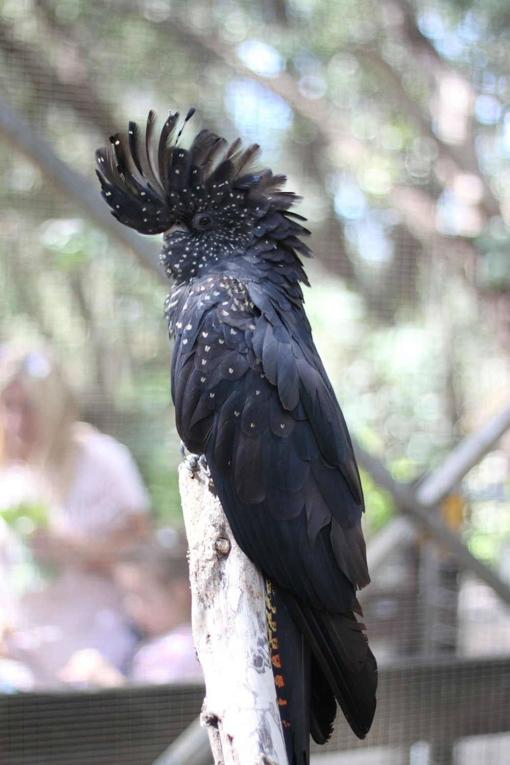 a black bird perched on top of a tree branch