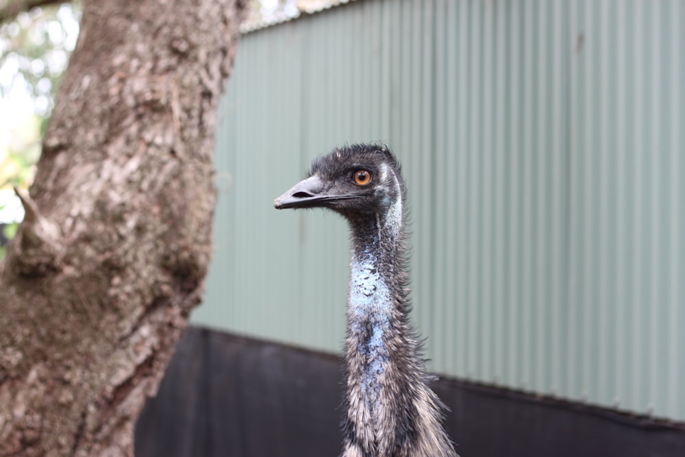 an ostrich standing in front of a tree