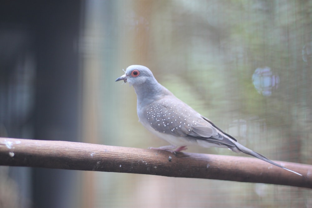 a bird perched on a wooden stick in front of a window